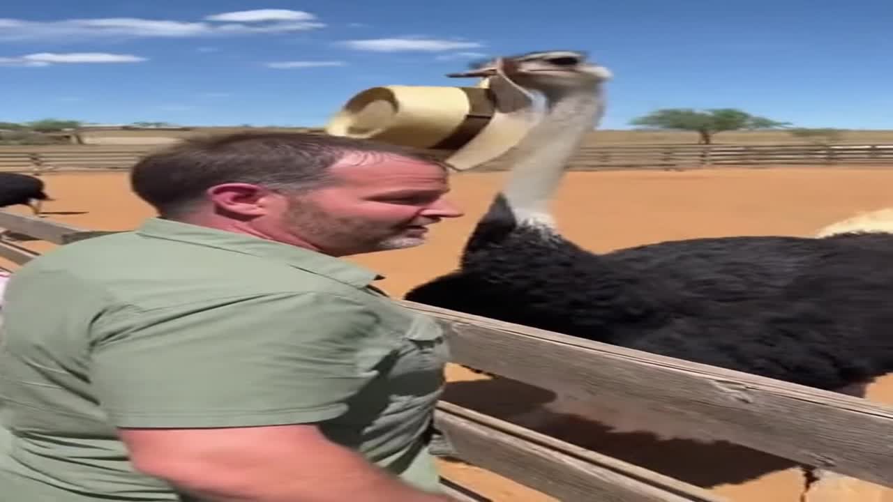 Natural Motion